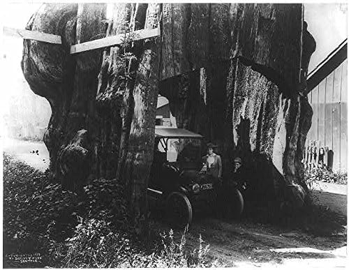Tarihsel Bulgular Fotoğraf: Darius Kinsey Jr, Tabitha Kinsey, Anne,Büyük Ağaçtan Tünelde Model-T, 1914