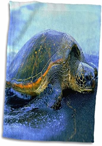 3dRose Florene Hayvanları - Hawaii Deniz Kaplumbağası-Havlular (twl-80273-1)