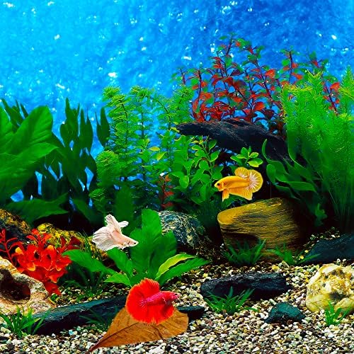 YH 10 Adet Catappa Yaprakları Hint Badem Yaprağı Balık Tankı Su Kremi Karides Kerevit Betta balık akvaryumu (5.9-9.8 inç)